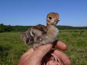 Baby turkey