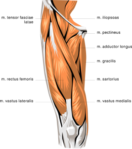 Thigh Anatomy