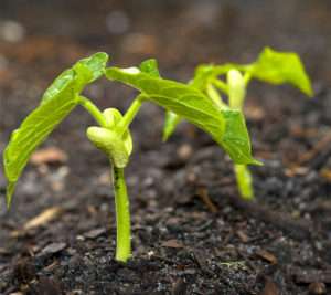 Where Does Protein Come From?