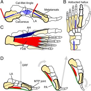 Plant-based workouts in the Time of Corona, May 30th